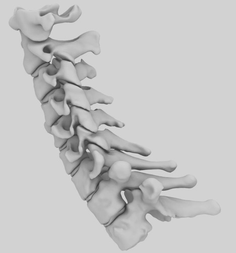 Vertebra Cervical Anatómico Ciencias En Plástico