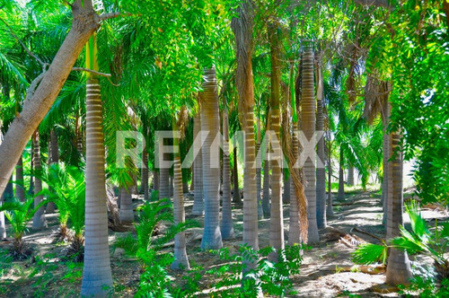 The Crown Jewel At Las Animas, San Jose Del Cabo, Mls #23-131