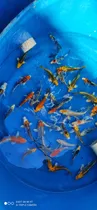 Comprar Peces Koi Clasificados