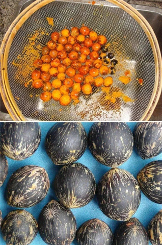 80/und Semente De Tucumã Em Caroço Para Plantio Amazonas
