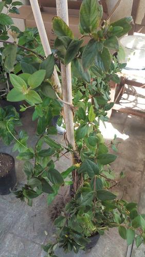 Ipomea Púrpura - Enredadera Trepadora Nativa (2 Plantas)