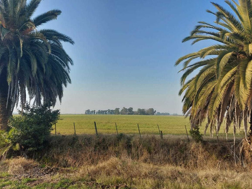 Imagen 11 de 11 de Chacra De 18 Hectareas En Saladillo Sobre Ruta 205