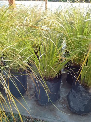 Carex Verde Graminea Bordes Canteros Paisajismo 3 Lts