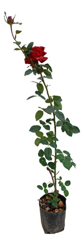 2 Rosas - Rosales De 60cm Elige El Color Que Te Guste