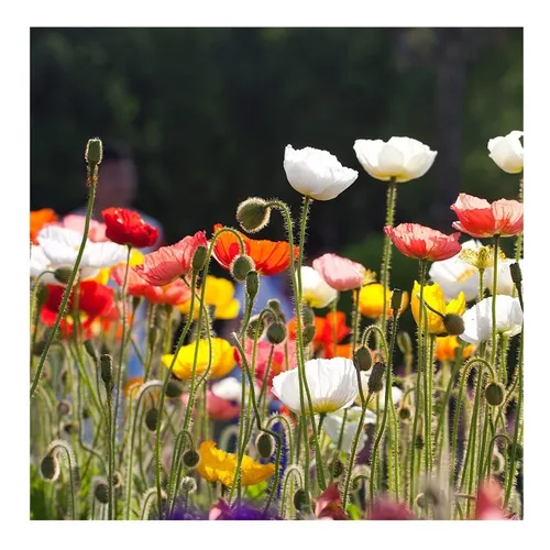 comprar Semillas Escholtzia - Calidad Premium - Poppy Mix -