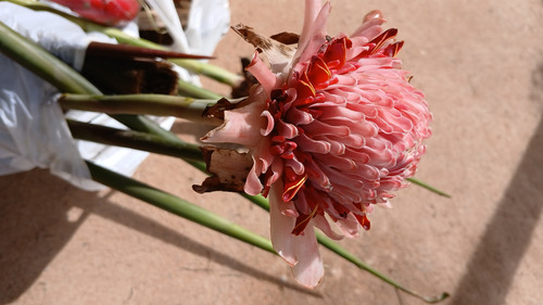 Bastão Do Imperador Rosa - 2 Risomas Para Exterior