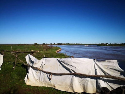 Imagen 20 de 29 de Campo De Isla Ganadero, 2.000 Has Sobre El Paranacito