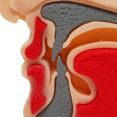 Anatomia Do Nariz Estudos Otorrino Garganta Concha Impress3d