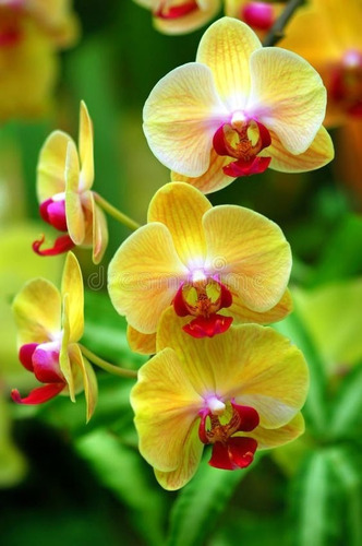 100 Semillas De Orquídea Amarillazo ( Germinación Rápida )