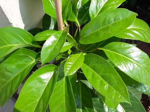 Guaco 100 Gr Erva Seca Para Chá