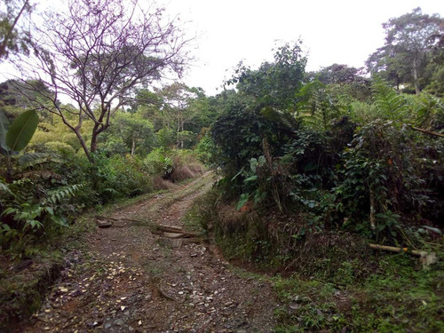 Imagen 9 de 30 de Venta Finca Vereda Santa Ana Baja Dosquebradas