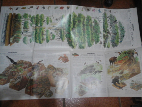 Cartaz A Vida Na Selva Amazonica Folha De Sp  