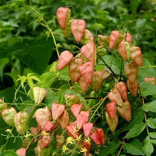 Semillas De Koelreuteria Paniculata, Jabonero De La China