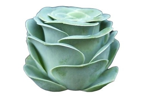 Suculenta Greenovia Aurea Echeveria 10 Sementes P/ Mudas