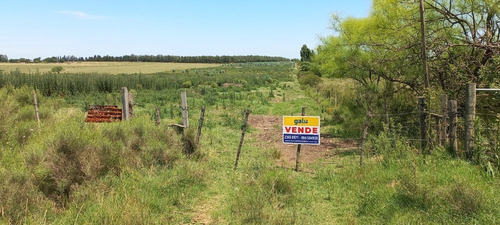 Fracción De Campo Con Monte De Eucaliptus