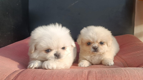 Cachorros Pequines