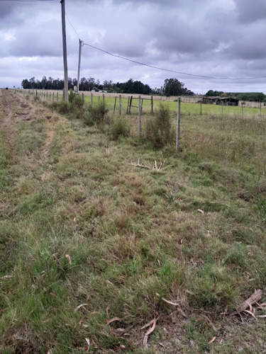 Campo
