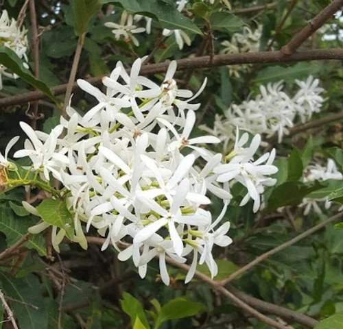 Trepadeira Brasileira Flor De Sao Miguel Ou Viuvinha Branca