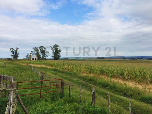 Imagen 2 de 9 de 66 Hectareas Agricolas -ganaderas, En Venta, Balcarce