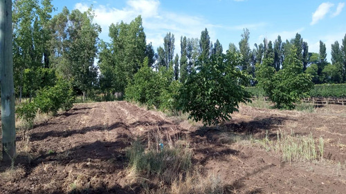Finca Productiva En San Rafael, Mendoza