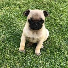 Pug (Usado)