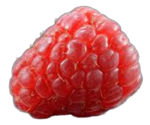 Planta Frambuesa Roja Blanco