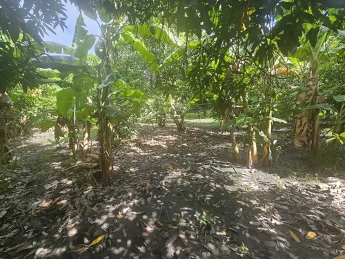 Oportunidad De Inversión Se Vende Finca En El Espinal,tolima
