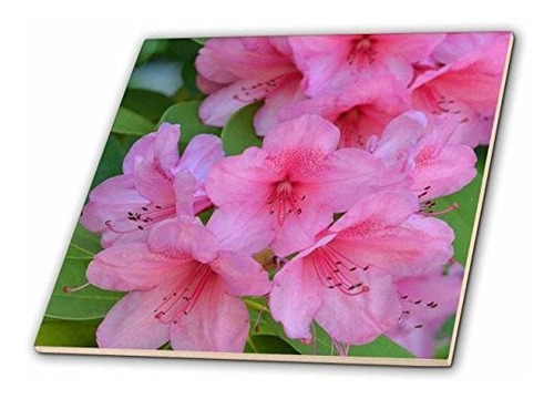 3drose Ct_63451_1 Hermosas Flores De Azalea Rosa-fotografia | Envío gratis