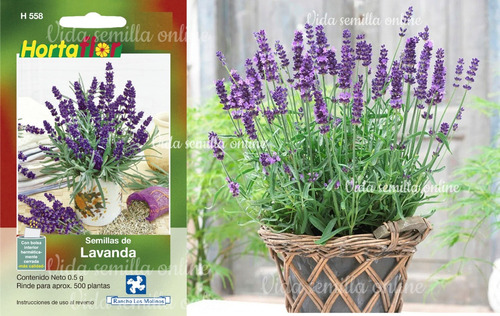 Semillas De Lavanda Flor | MercadoLibre