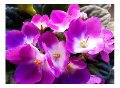 Combo 6 Mudas Flores Diversas Lavanda,vinca, 11 Horas,coleus