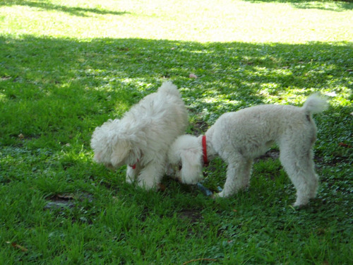 Imagen 8 de 10 de Guardería Canina El Sol * Hospedaje, Spa, Club De Campo *