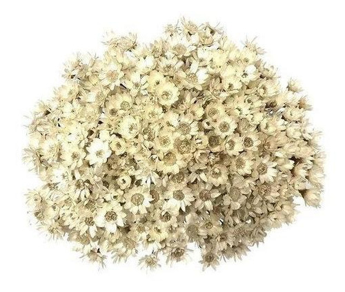 Imagem 1 de 3 de Sempre Viva Florzinha Branca I Flores Desidratadas