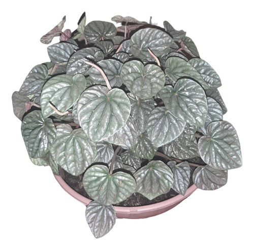 Peperomia Caperata En Maceta 21cm