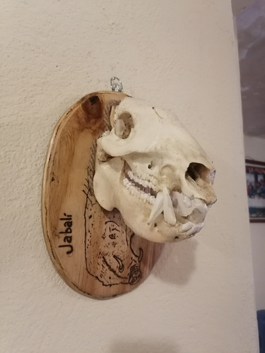Cráneo De Jabalí 