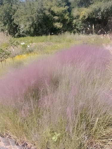 Mulhenbergia Capilaris 3lts Rosa Claro