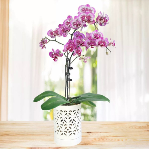 Macetas Para Orquídeas Con Agujeros Para Orquídeas De 4