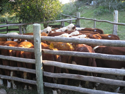 Campo En Rocha - Ideal Para Descanso - Consulte !!!!!-ref:3174