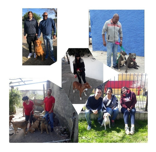 Imagen 2 de 5 de Adiestramiento Y Rehabilitaciones Caninas Ruben Silva Videla