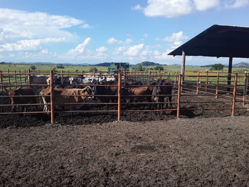 Imagen 3 de 14 de Finca En Venta - El Manteco, Estado Bolivar Fl