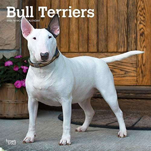 Book : Bull Terriers 2021 12 X 12 Inch Monthly Square Wall.