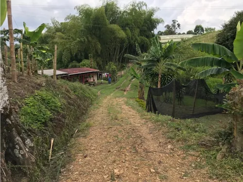 Venta Finca Productiva Cafe Platano Pasto Circasia - 23 Cuadras