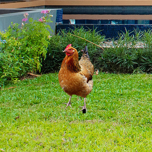 Estatua De Gallina, Estaca De Jardín, 33x15,2x0,1 Cm