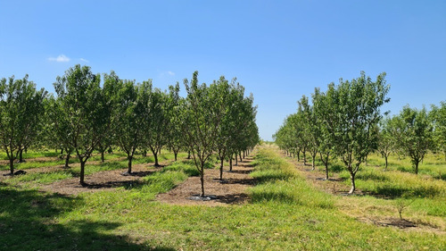 Campo Fruticola De 12 Has Combinando Descanso Y Producción (kiwis, Nogales De Pecan Y Almendros) 