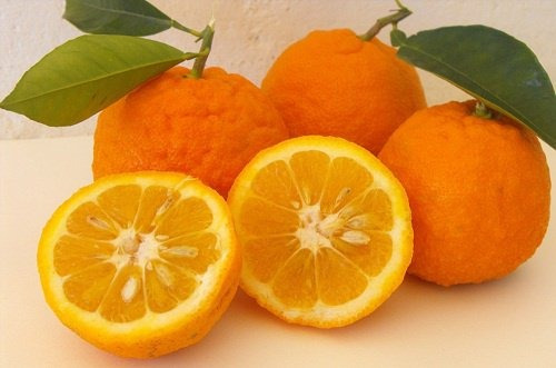 Combo Limonero 4 Est. Nar. Valencia. Man Criolla Kinoto