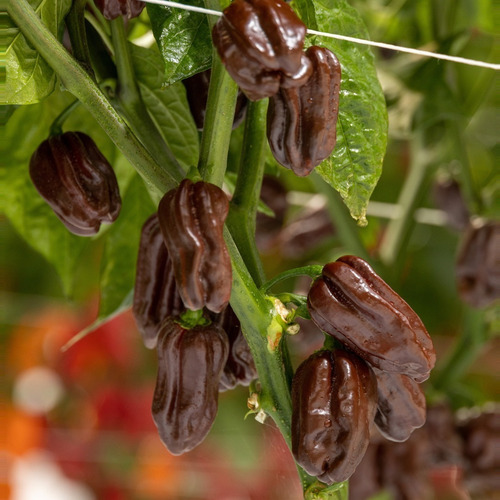 Millar De Semilla De Chile Habanero Chocolate Variedad Kaldi