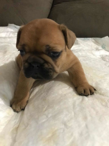 Imagem 3 de 5 de Filhotes De Buldogue Francês Fêmeas E Macho Canil Alpha Baby