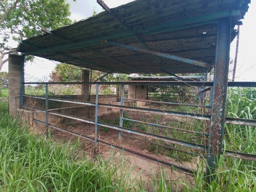 Imagen 8 de 11 de En Venta Finca En Tinaquillo Edo-cojedes