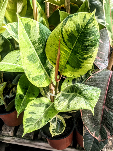 Ficus Elástica Colección- Gomero - Ruby - Variegado - Lemon