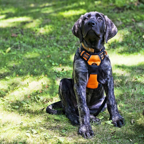 Arnés Para Perros Rabbitgoo, No Tira, Ajustable, Talla M