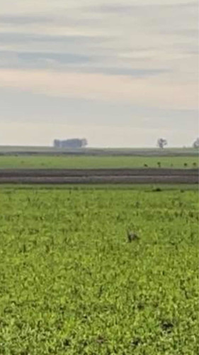 Imagen 7 de 13 de 2.500 Hectáreas Mixtas ( Duraznos. Uruguay ).